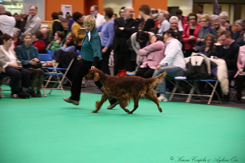 Crufts2011 292.jpg